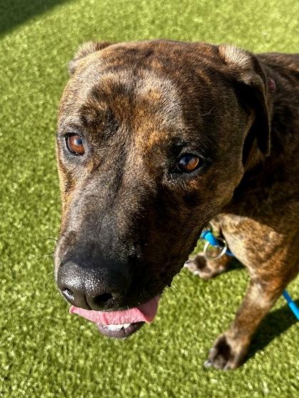 Boomer, Adoptable, Adult Male Mixed Breed & Mixed Breed.