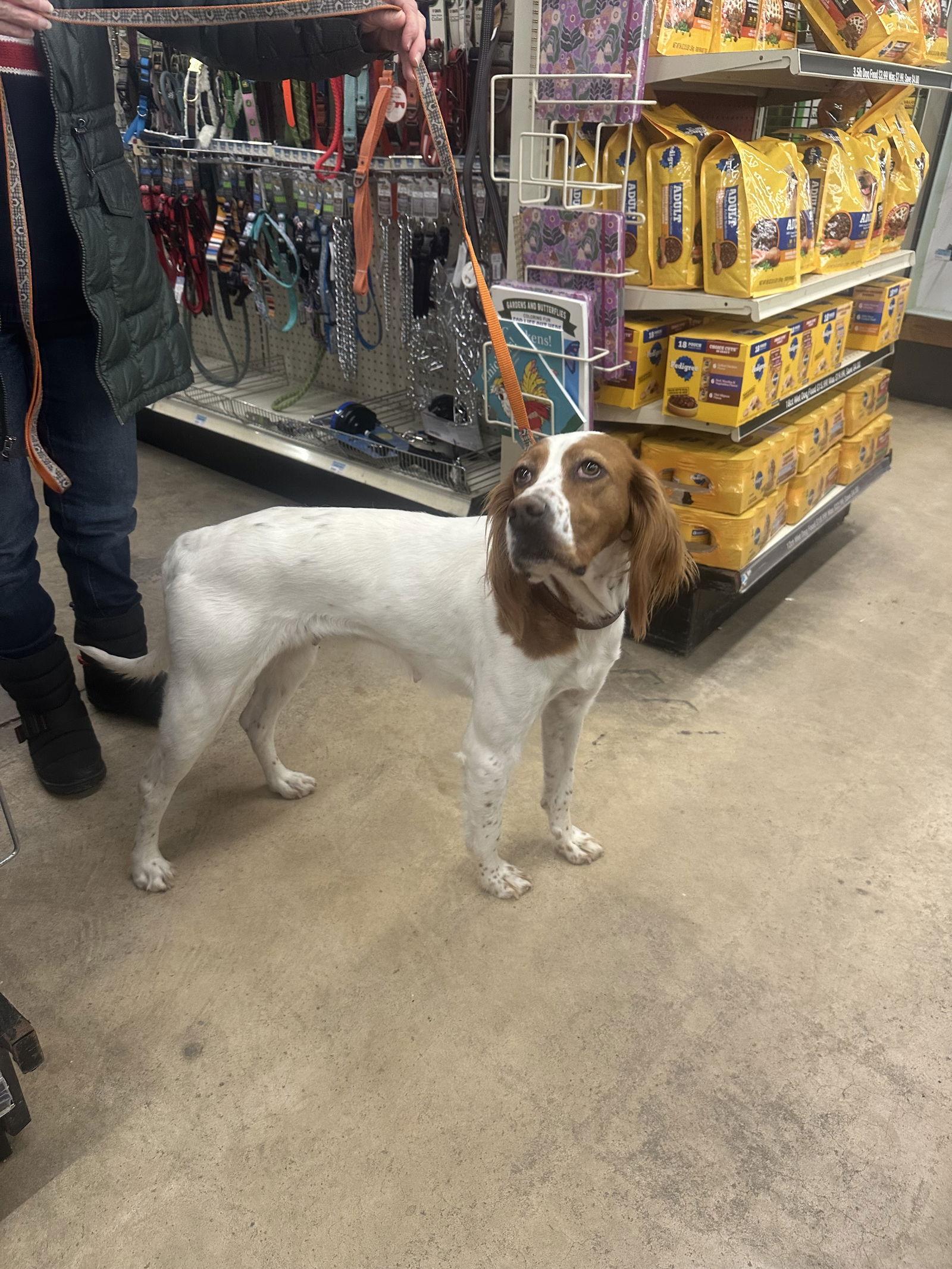 Emory, Adopted, Adult Female Irish Setter.