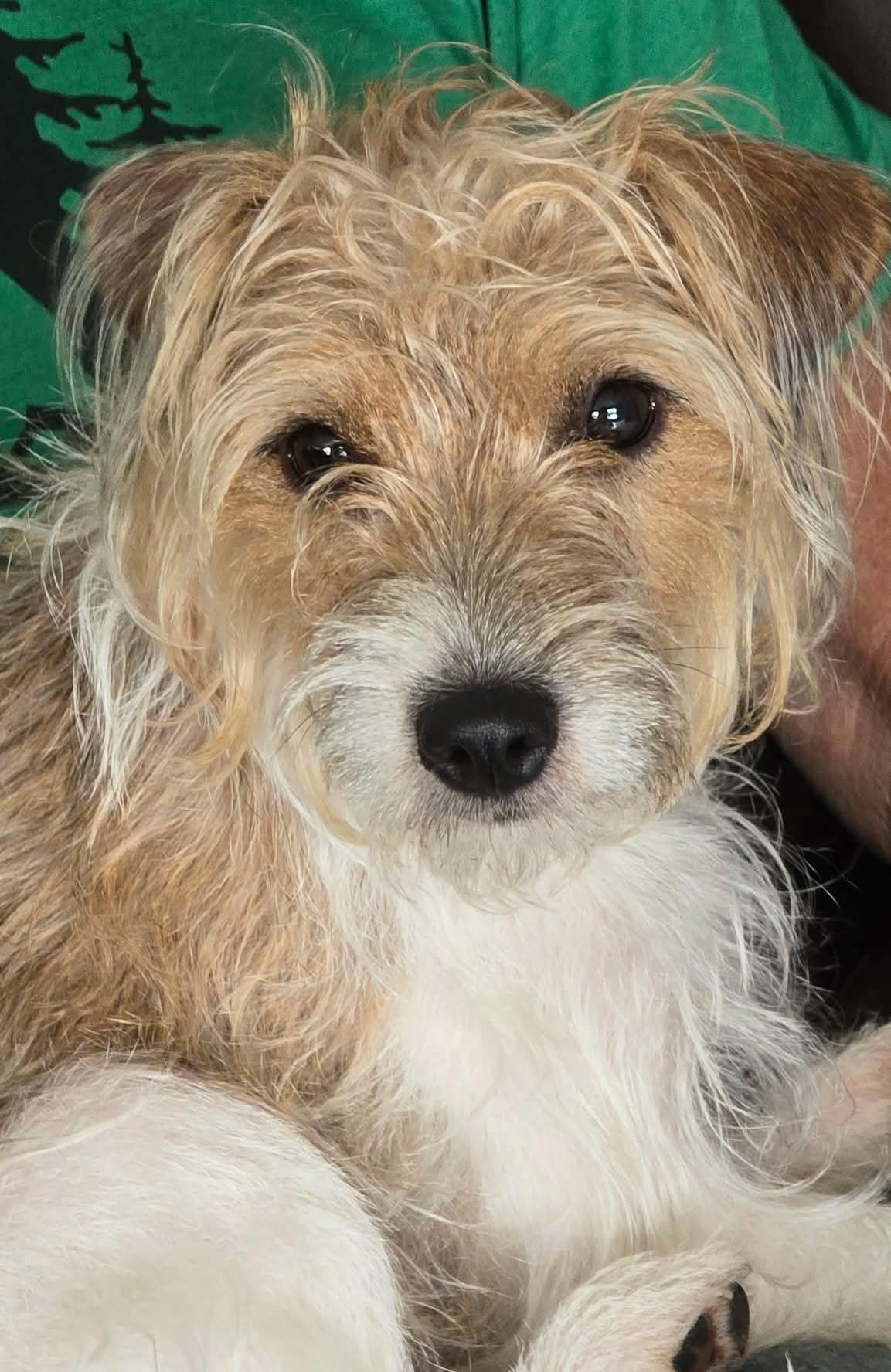Lucy, Adoptable, Young Female Jack Russell Terrier.