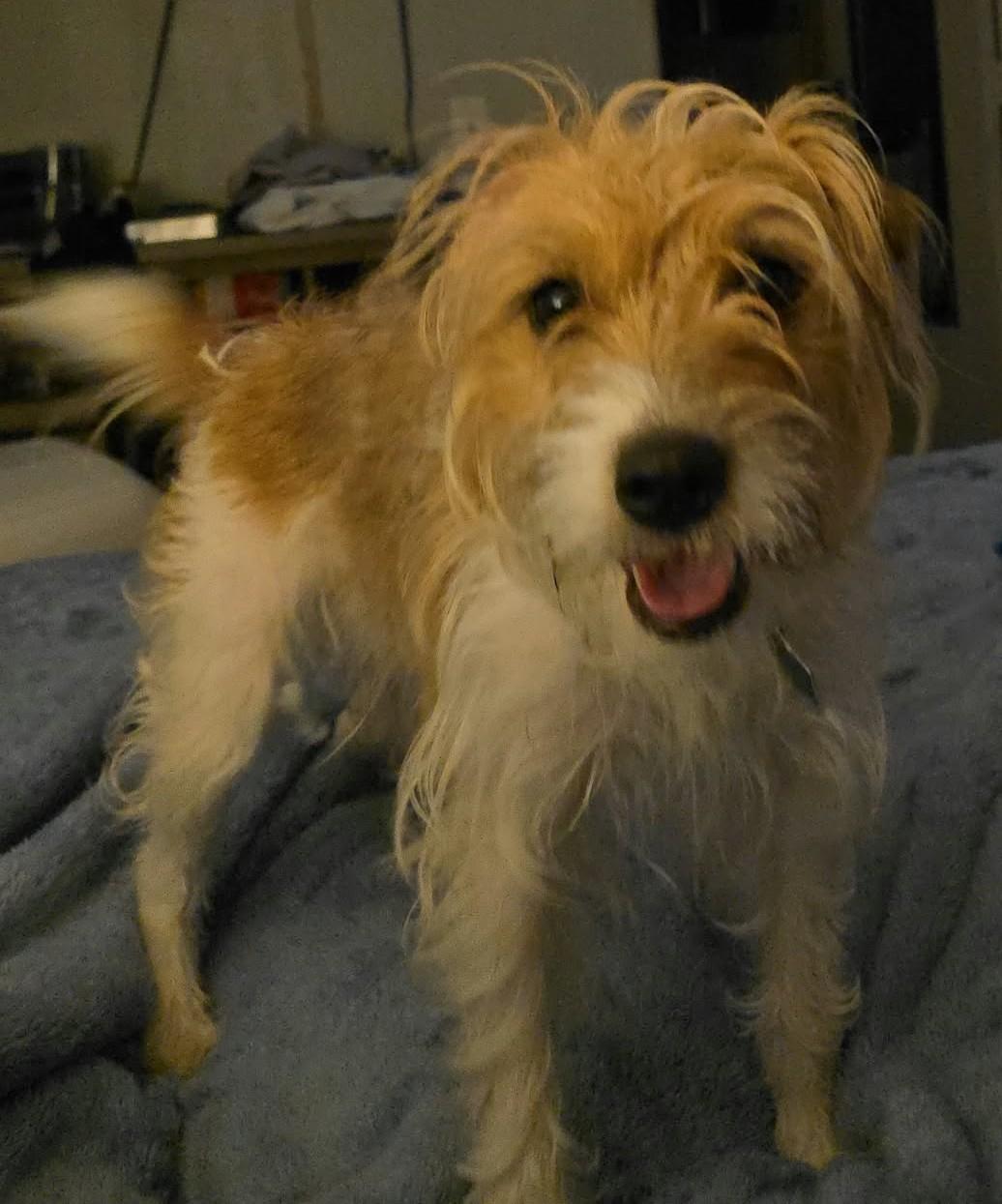 Enlarge Lucy, a Adoptable Jack Russell Terrier in Clatskanie, OR image 5/5
