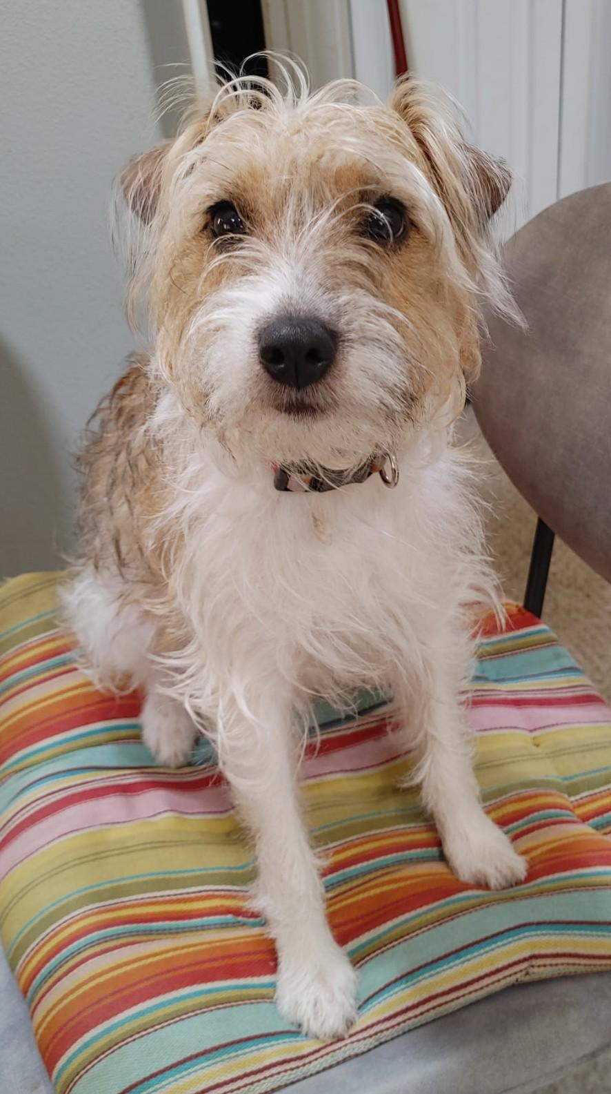 Enlarge Lucy, a Adoptable Jack Russell Terrier in Clatskanie, OR image 2/5