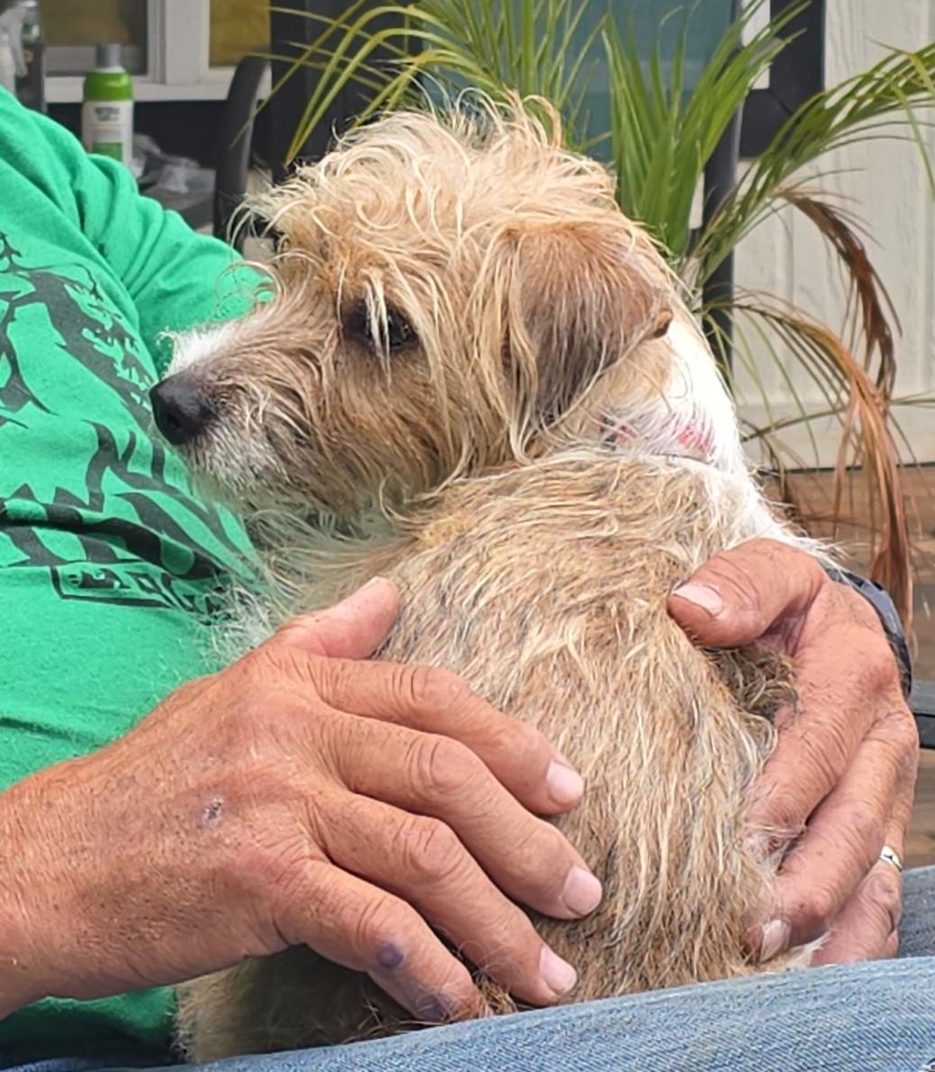 Enlarge Lucy, a Adoptable Jack Russell Terrier in Clatskanie, OR image 3/5