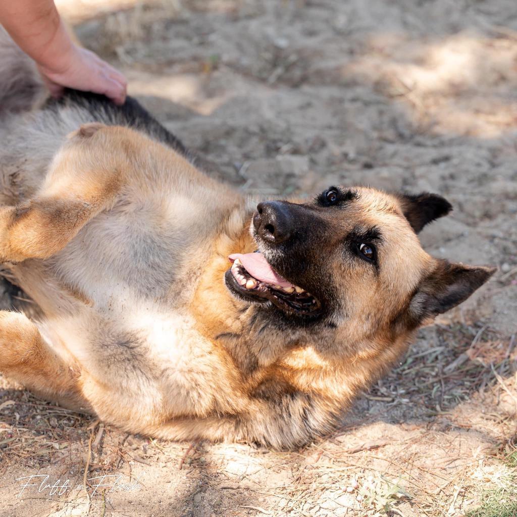 Luna, a Adoptable German Shepherd Dog in Hemet, CA image 1/6