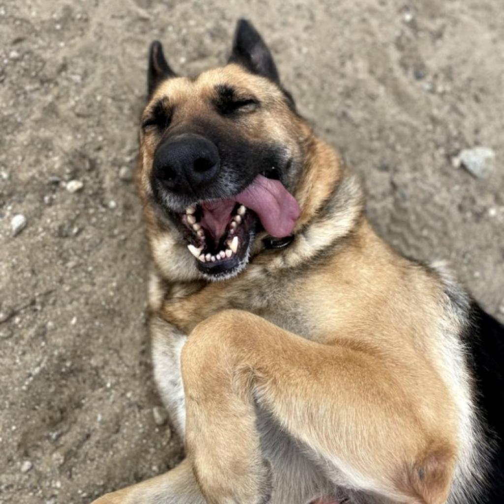 Luna, a Adoptable German Shepherd Dog in Hemet, CA image 2/6