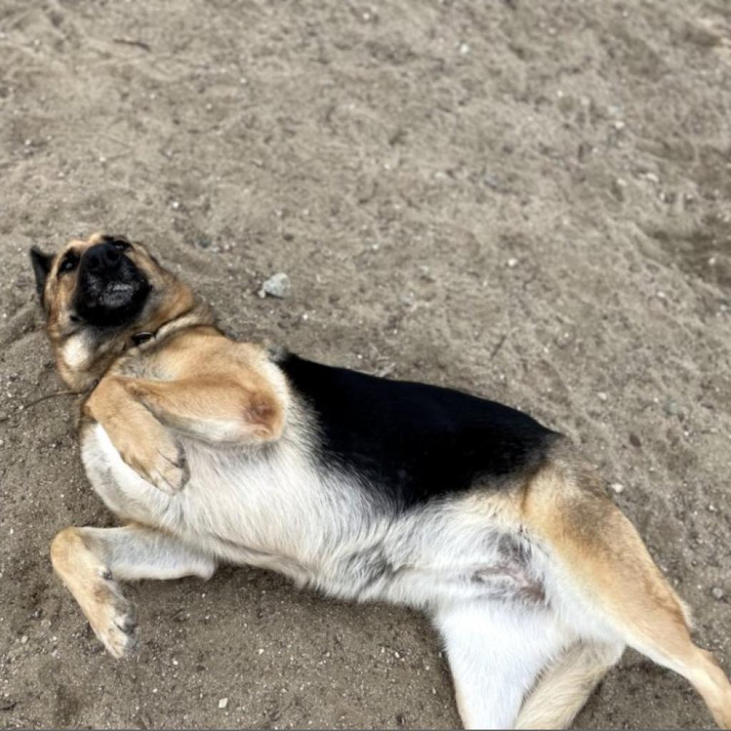 Luna, a Adoptable German Shepherd Dog in Hemet, CA image 3/6