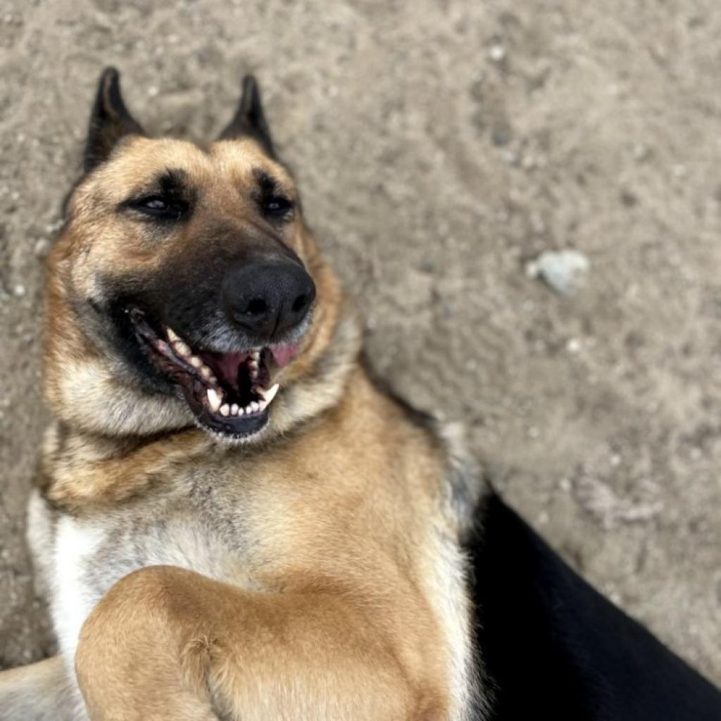 Luna, a Adoptable German Shepherd Dog in Hemet, CA image 4/6