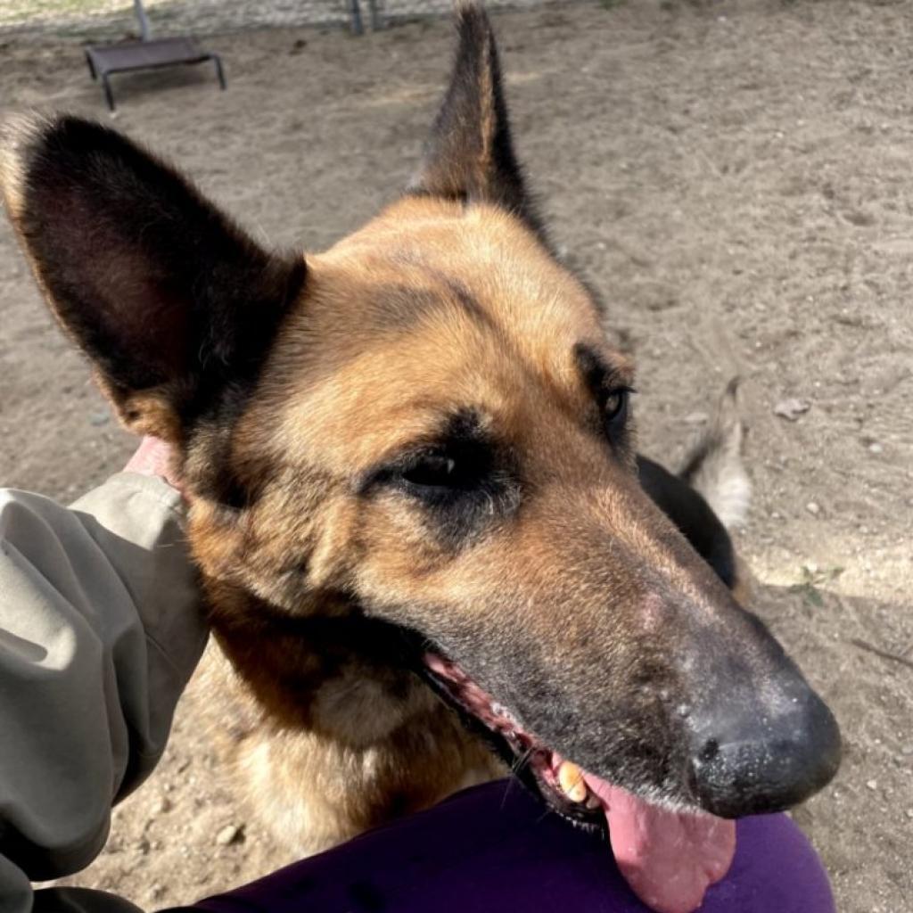 Luna, a Adoptable German Shepherd Dog in Hemet, CA image 5/6