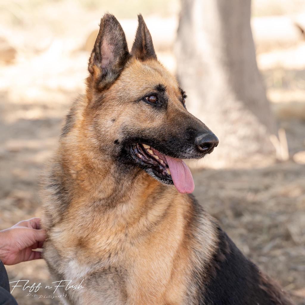 Luna, a Adoptable German Shepherd Dog in Hemet, CA image 6/6