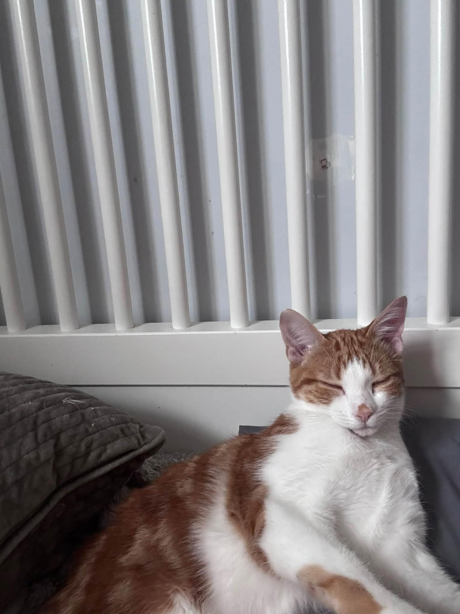 Enlarge Mason & Martin, a Adopted Domestic Short Hair in Spencerville, ON image 5/6