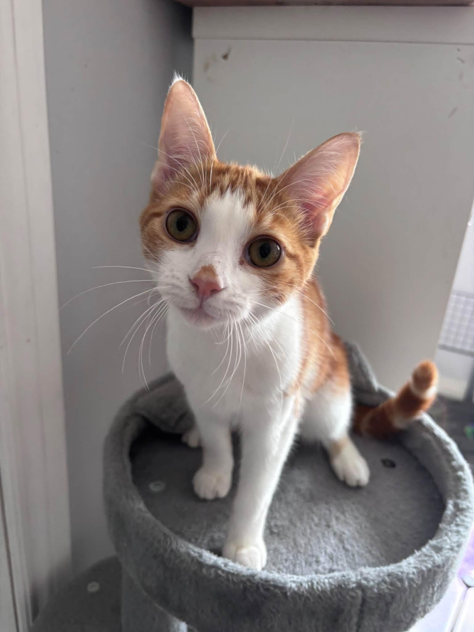 Enlarge Mason & Martin, a Adopted Domestic Short Hair in Spencerville, ON image 1/6