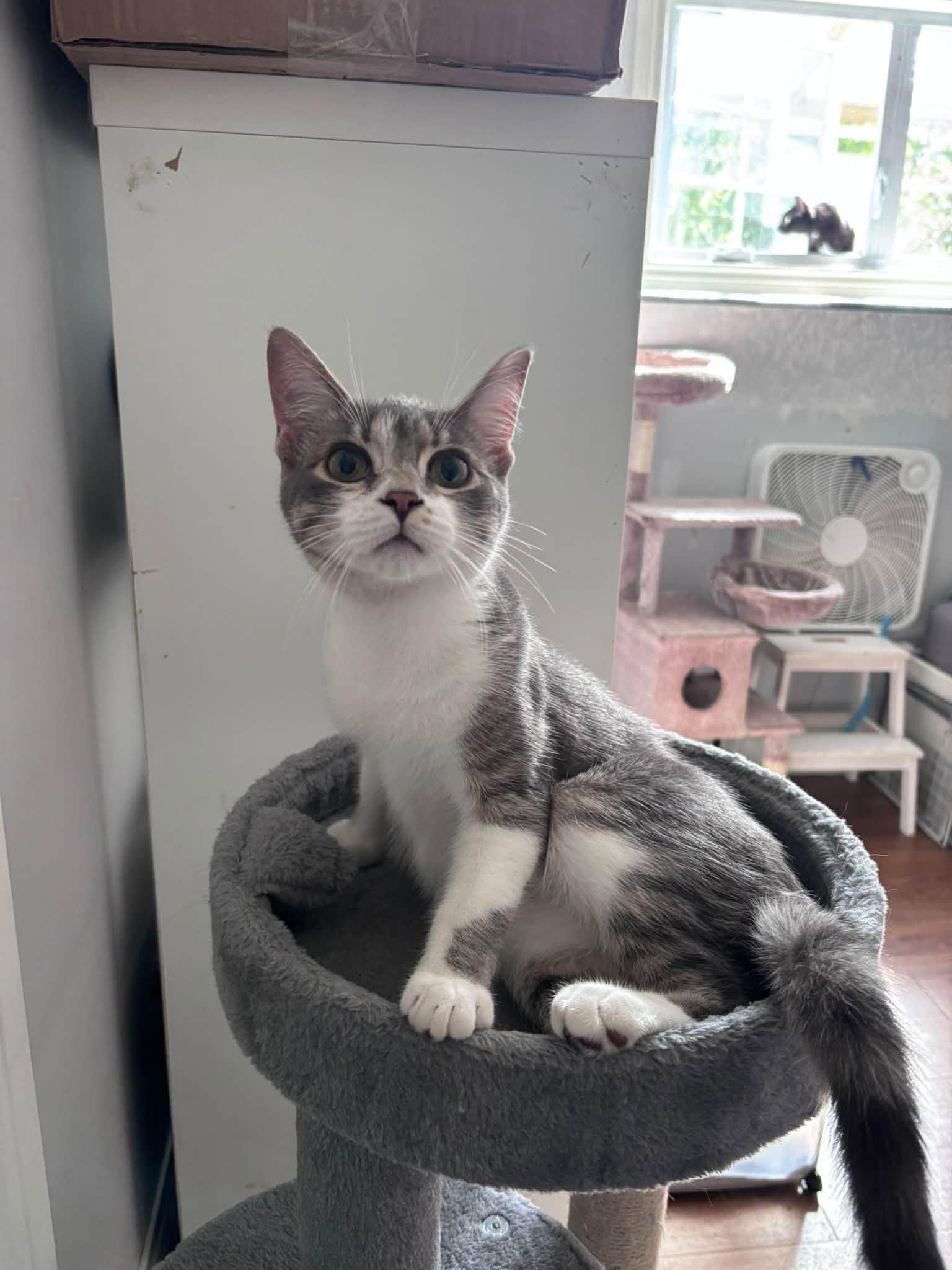Enlarge Mason & Martin, a Adopted Domestic Short Hair in Spencerville, ON image 2/6