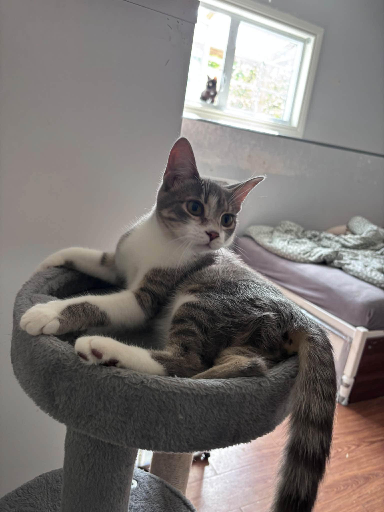 Enlarge Mason & Martin, a Adopted Domestic Short Hair in Spencerville, ON image 4/6