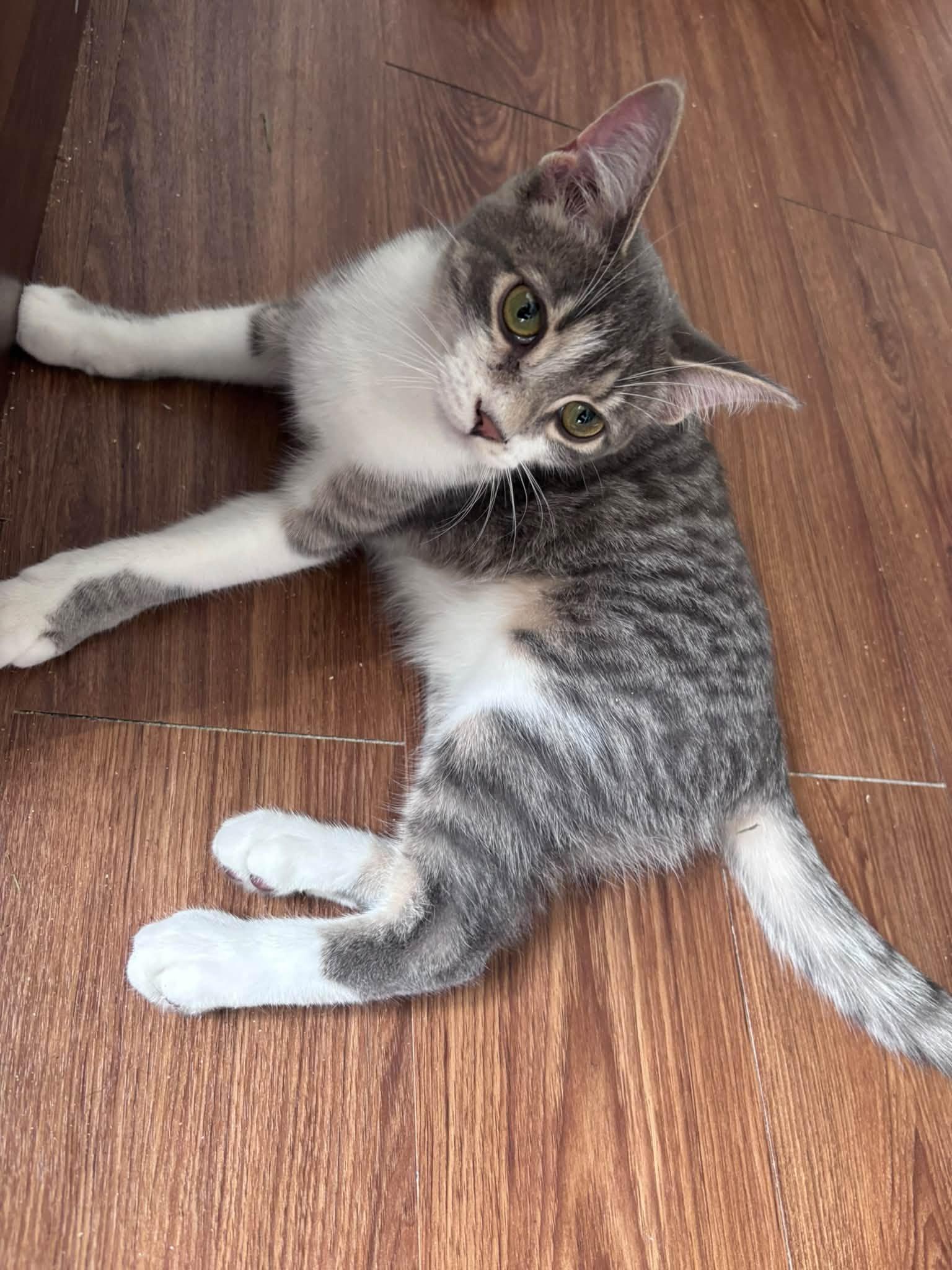 Enlarge Mason & Martin, a Adopted Domestic Short Hair in Spencerville, ON image 6/6