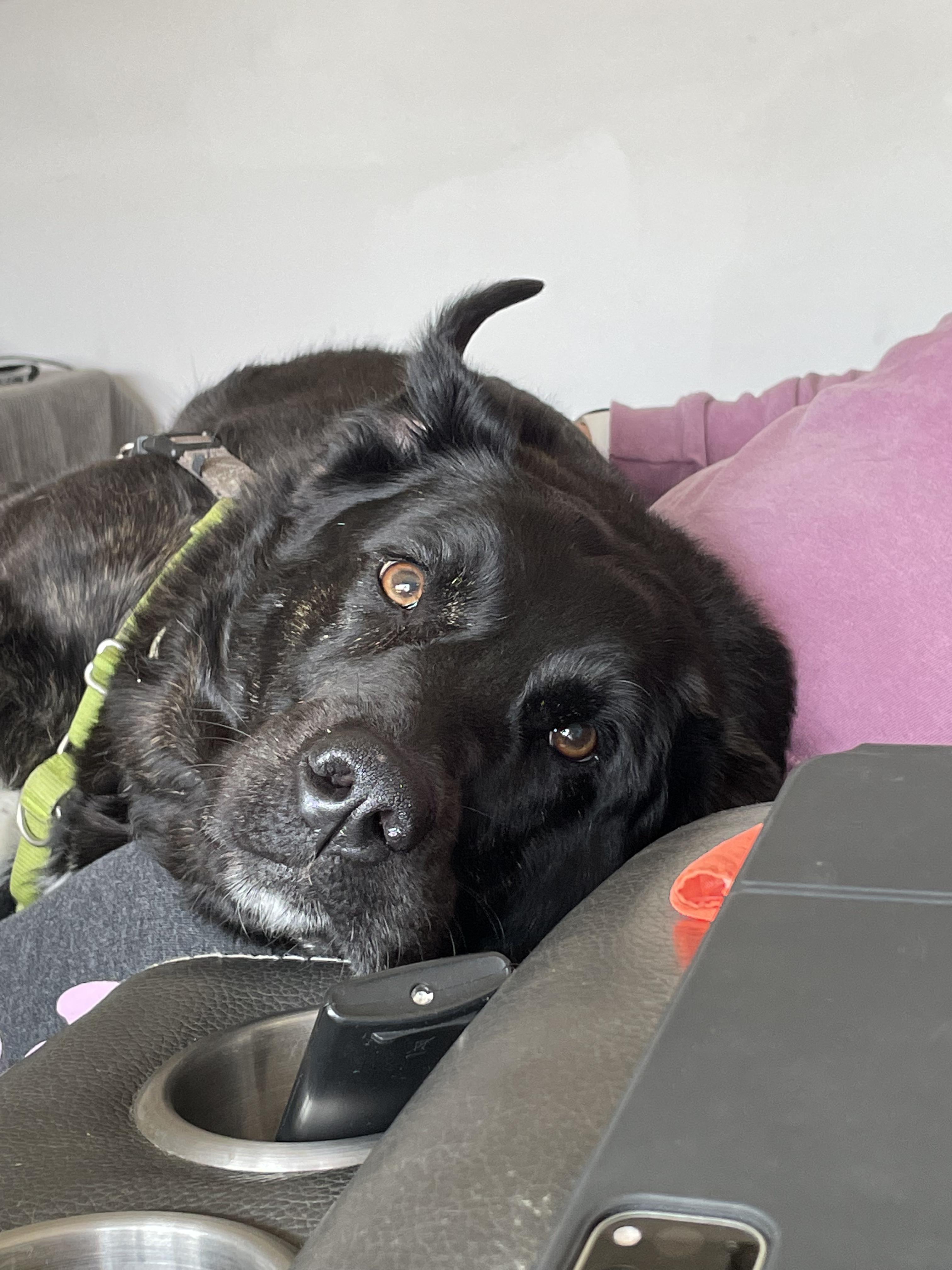 Enlarge Zoey, a Adoptable Labrador Retriever in Indianapolis, IN image 1/4