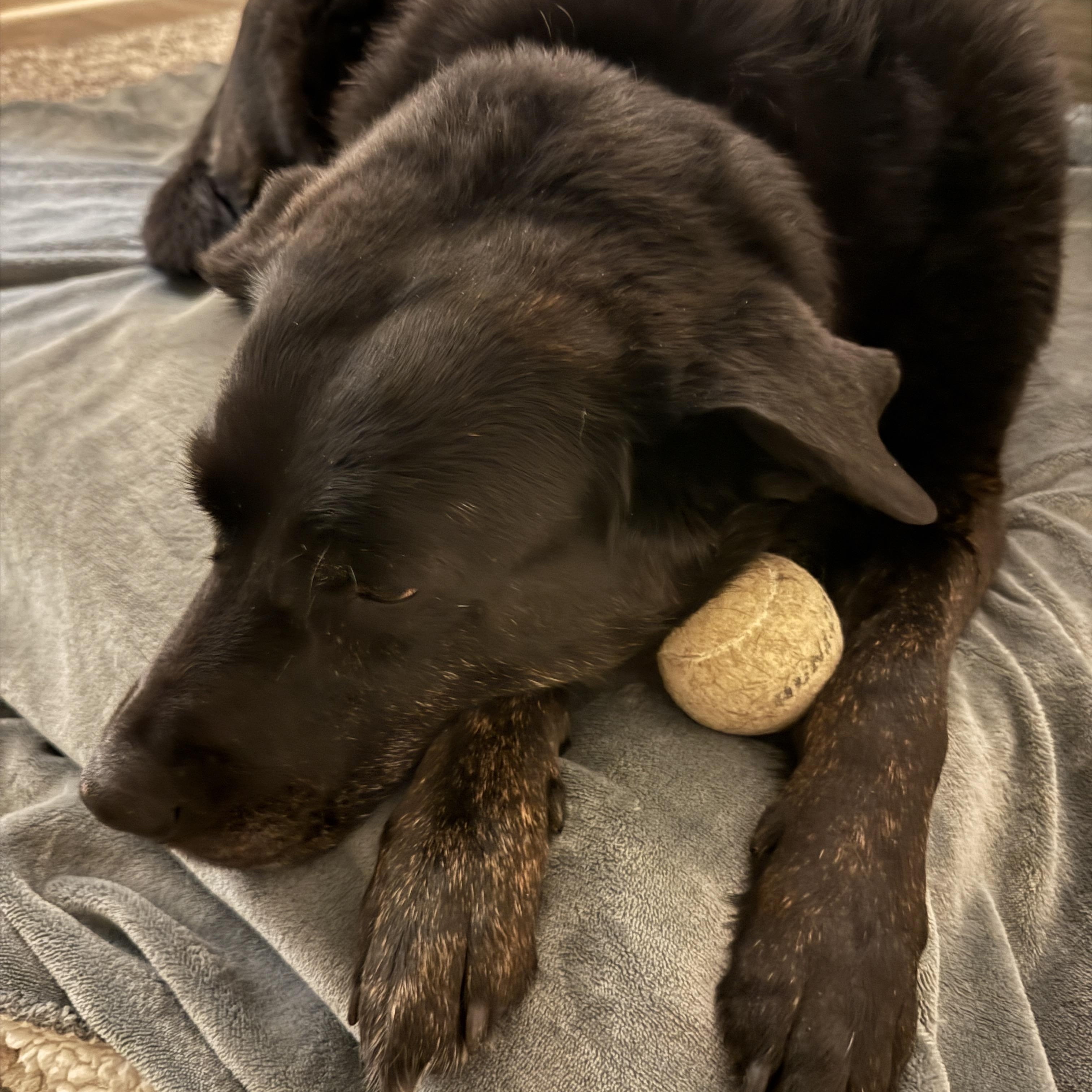 Zoey, a Adoptable Labrador Retriever in Indianapolis, IN image 3/6