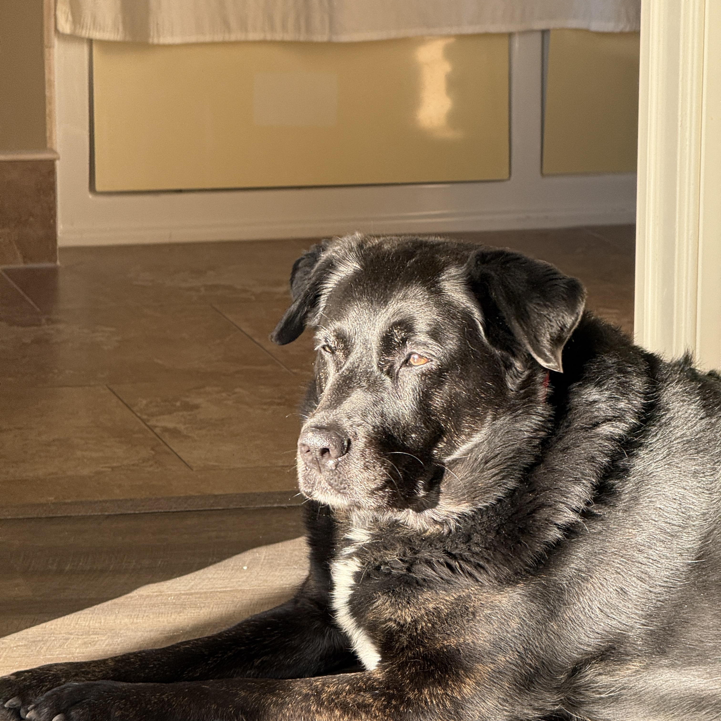 Enlarge Zoey, a Adoptable Labrador Retriever in Indianapolis, IN image 3/4