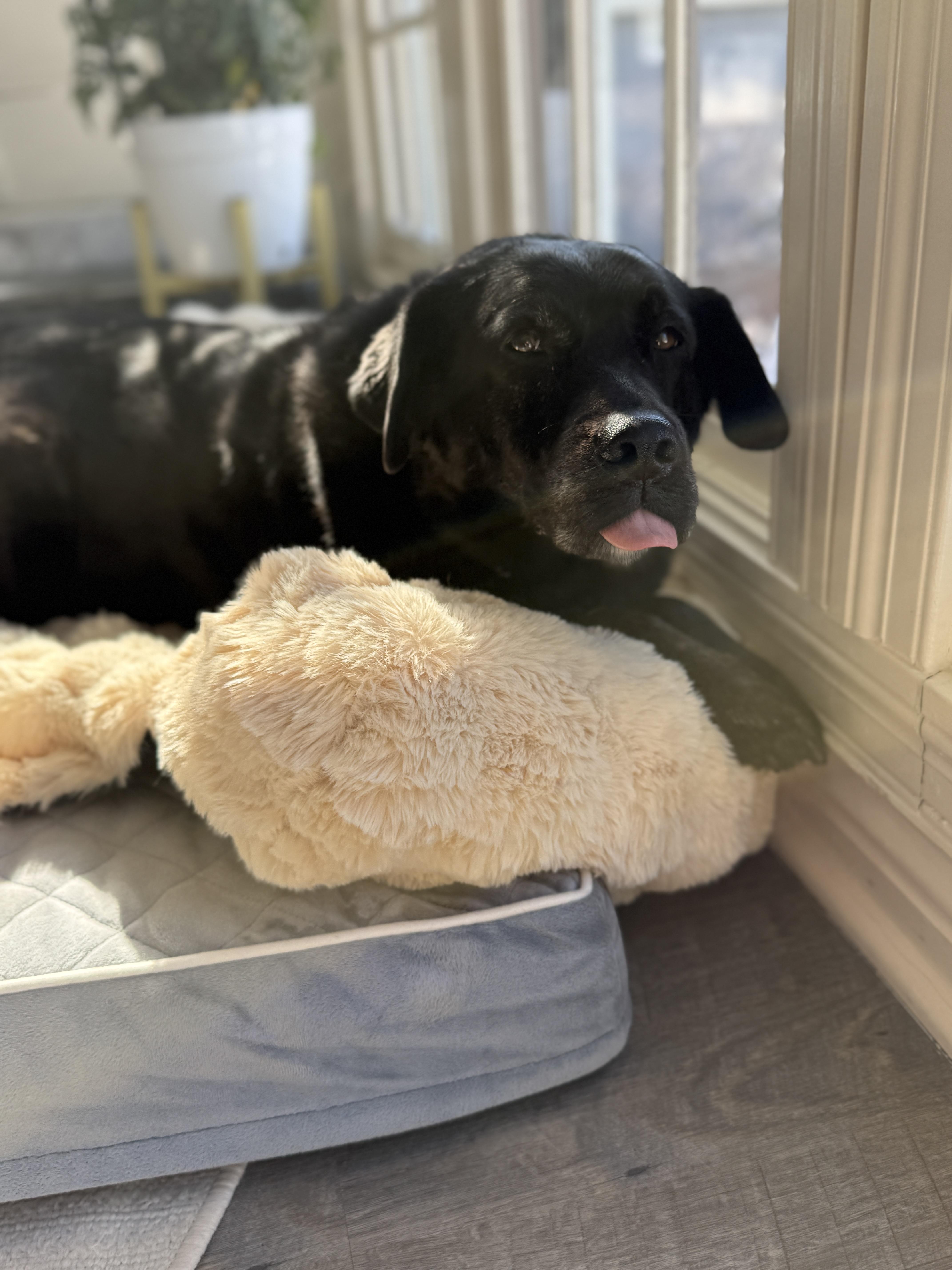 Zoey, a Adoptable Labrador Retriever in Indianapolis, IN image 6/6