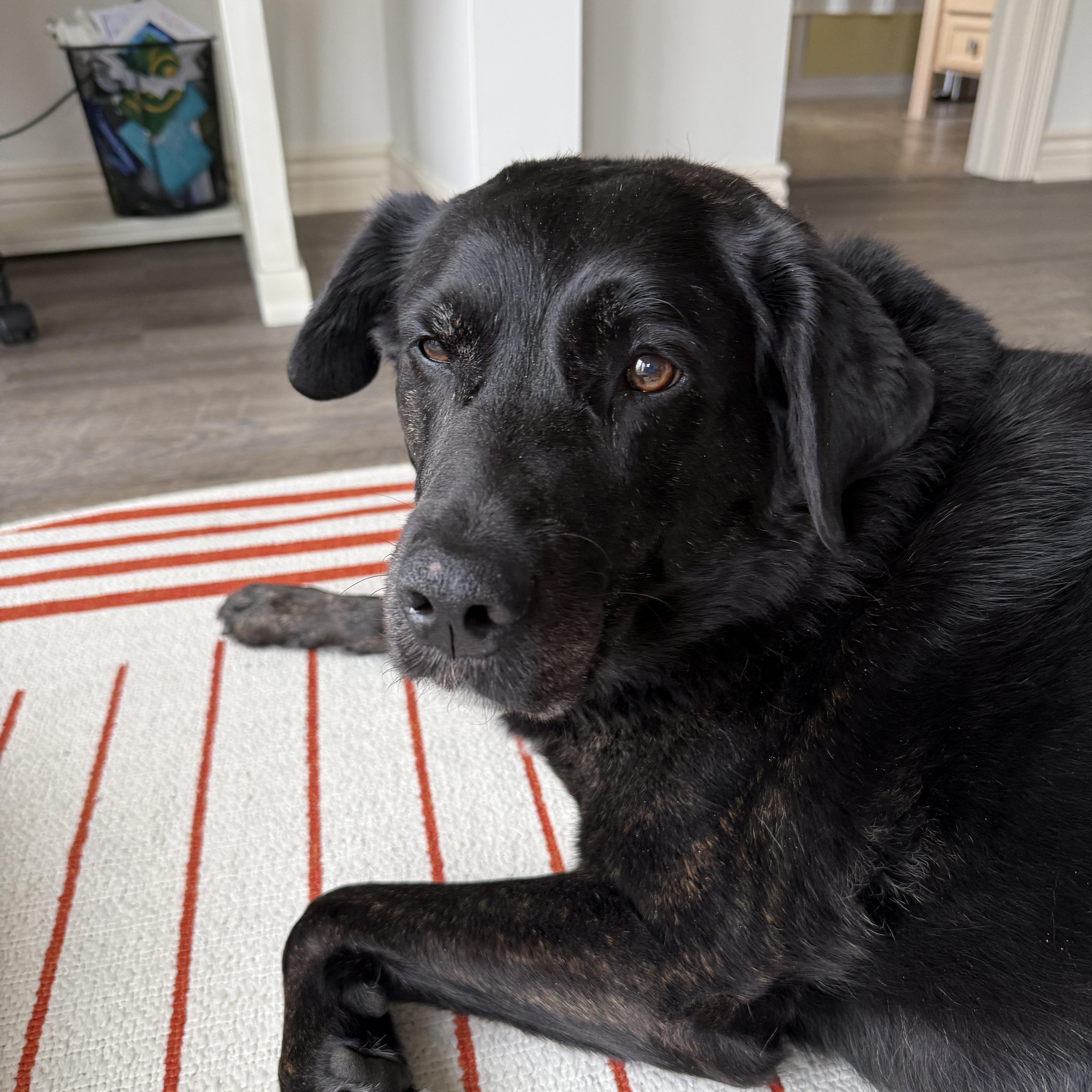Zoey, Adoptable, Senior Female Labrador Retriever.