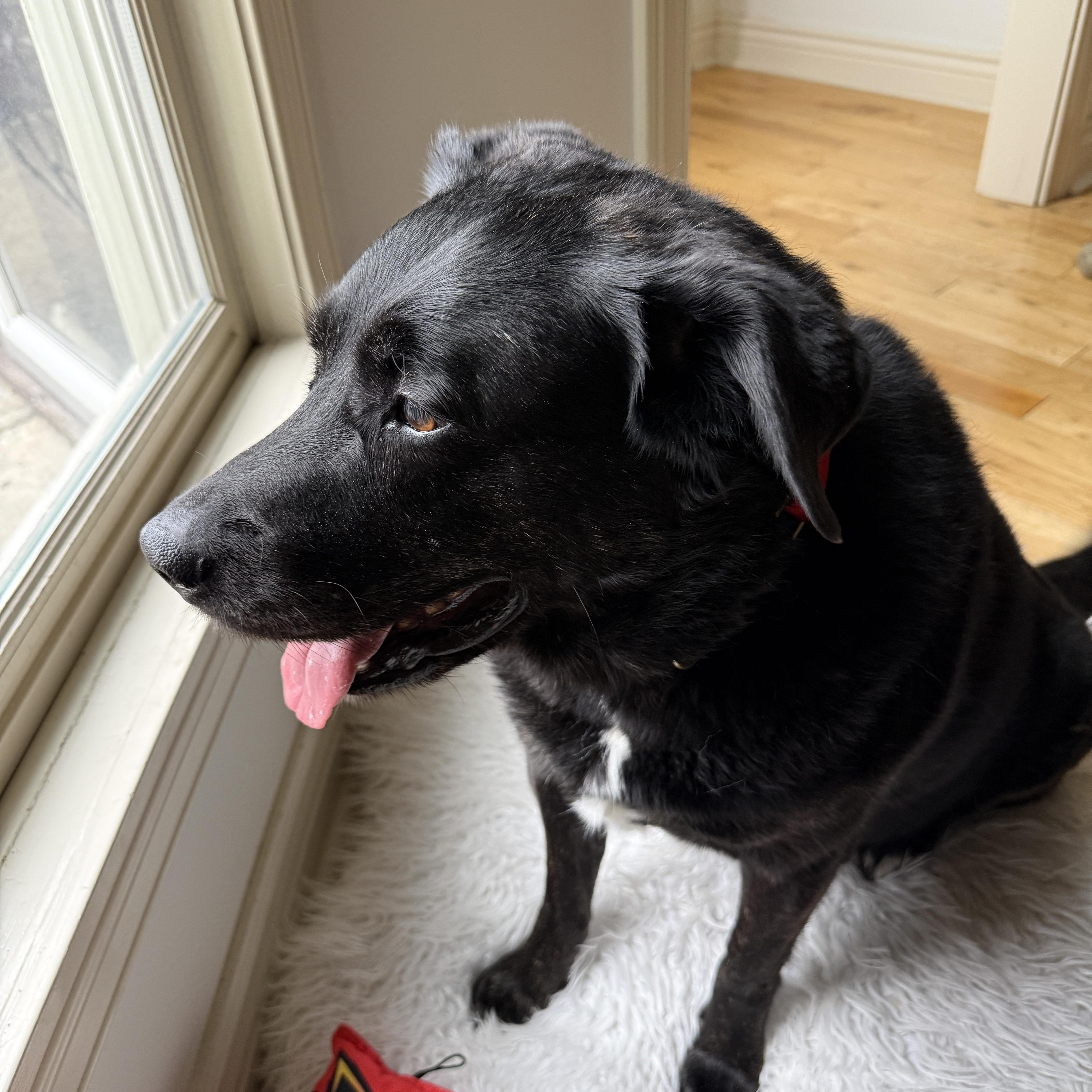 Zoey, a Adoptable Labrador Retriever in Indianapolis, IN image 2/6