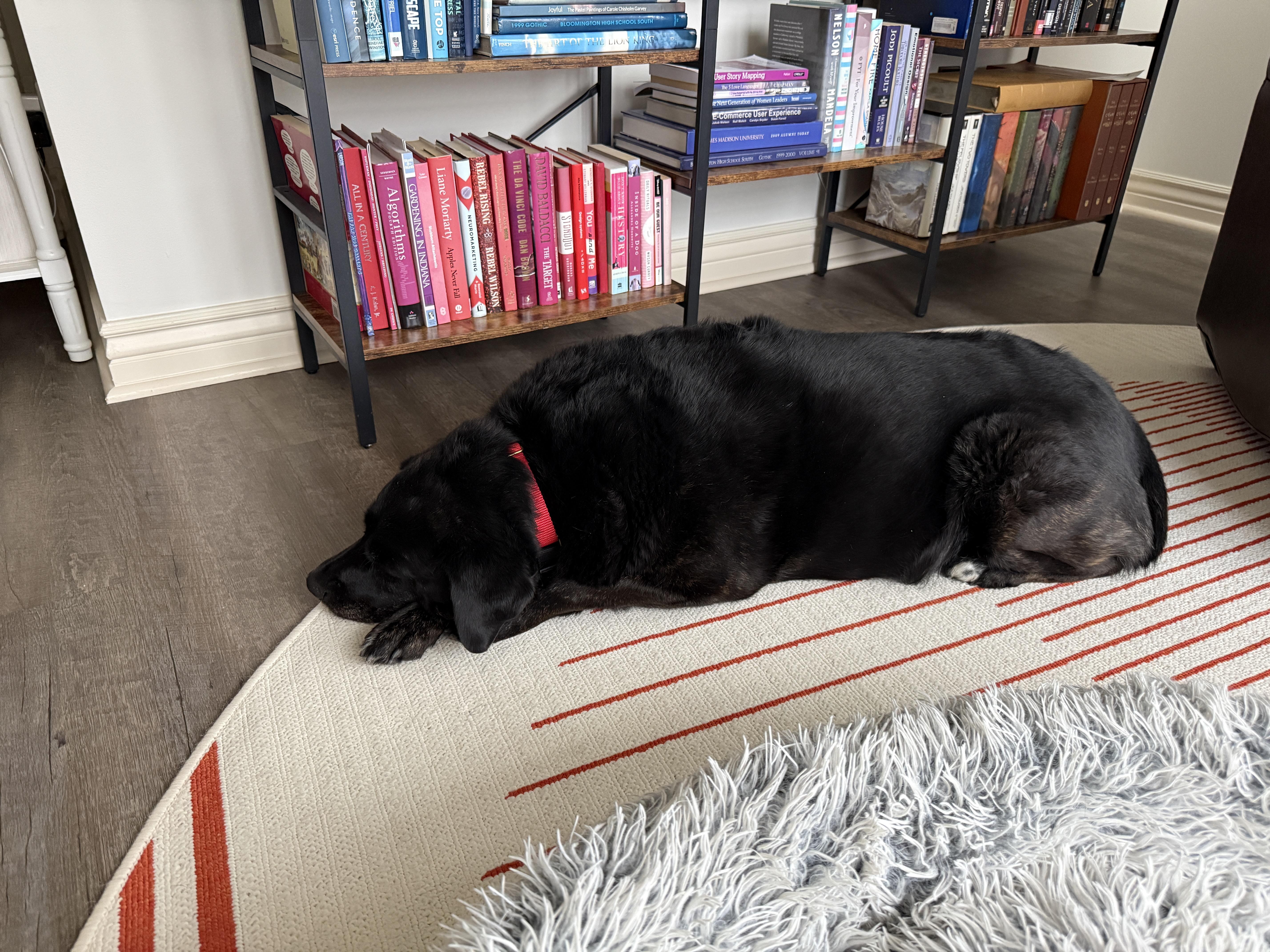 Enlarge Zoey, a Adoptable Labrador Retriever in Indianapolis, IN image 2/4