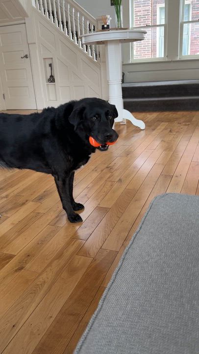 Enlarge Zoey, a Adoptable Labrador Retriever in Indianapolis, IN video 5/6