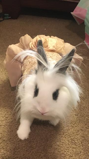 Barbara Christine *, a Adopted Lionhead in Longwood, FL image 1/4