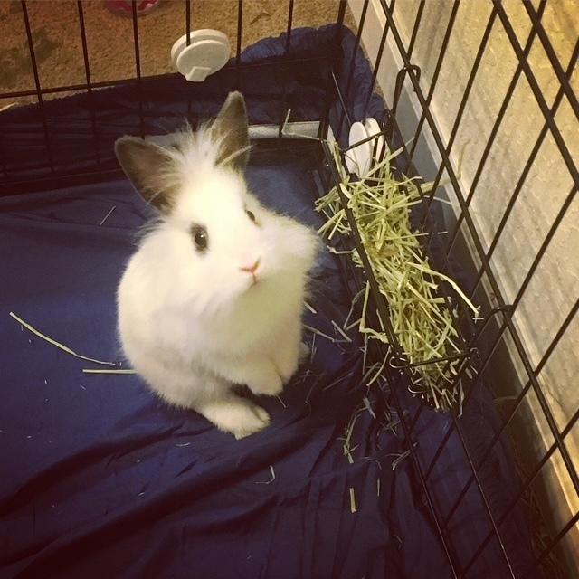 Barbara Christine *, a Adopted Lionhead in Longwood, FL image 2/4