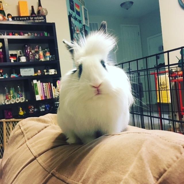 Barbara Christine *, a Adopted Lionhead in Longwood, FL image 3/4