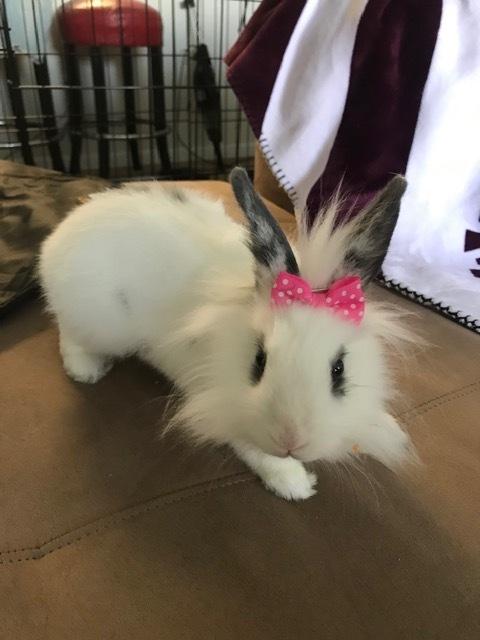 Barbara Christine *, a Adopted Lionhead in Longwood, FL image 4/4