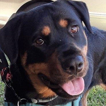 Joy, adoptable, Adult Female Rottweiler.