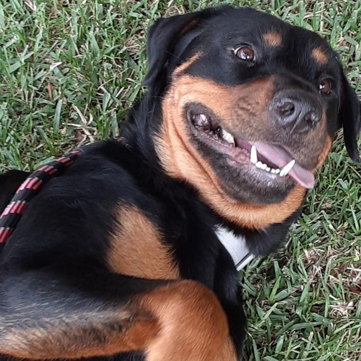 Enlarge Joy, an adoptable Rottweiler in Frazier Park, CA image 2/6