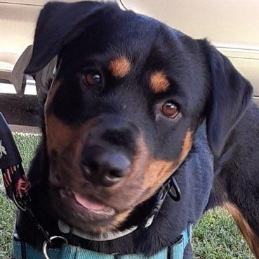 Enlarge Joy, an adoptable Rottweiler in Frazier Park, CA image 3/6