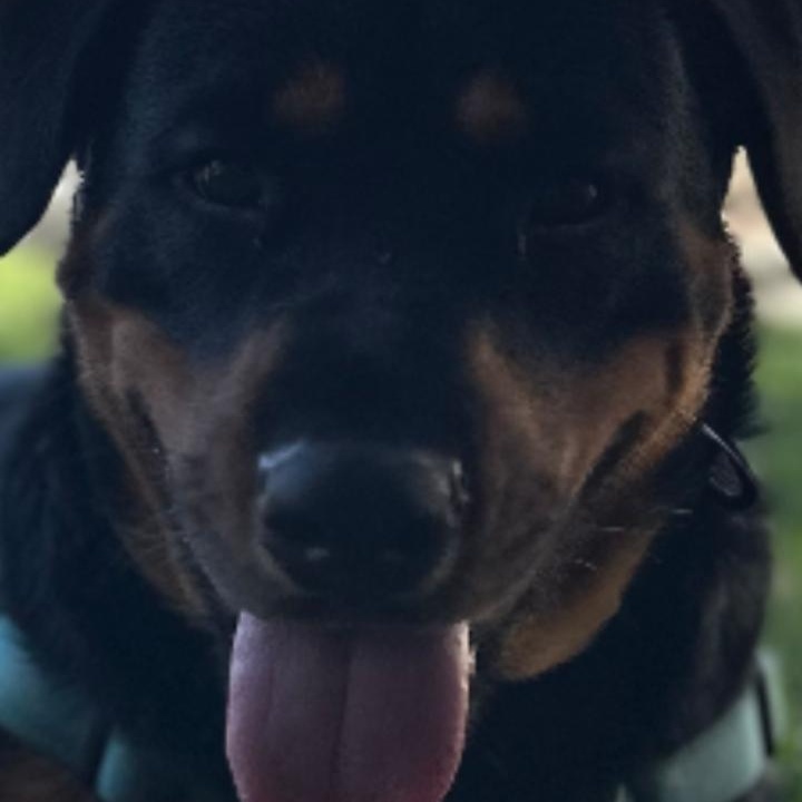 Enlarge Joy, an adoptable Rottweiler in Frazier Park, CA image 4/6
