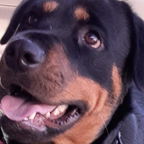 Enlarge Joy, an adoptable Rottweiler in Frazier Park, CA image 5/6