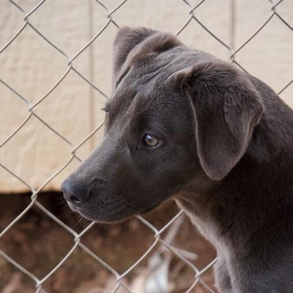 Gracie, Adoptable, Young Female Labrador Retriever & Mixed Breed.