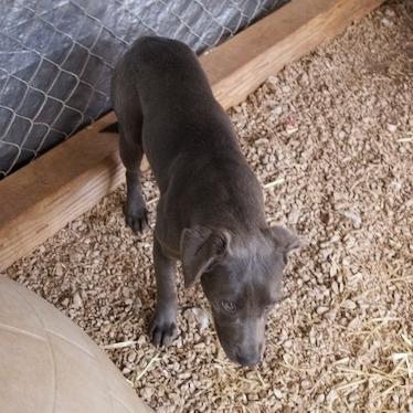 Gracie, Adoptable, Young Female Labrador Retriever & Mixed Breed.