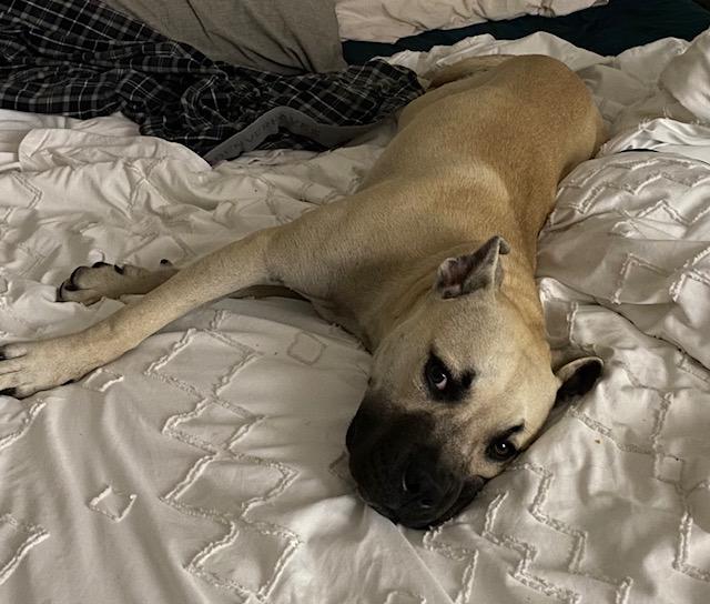 Enlarge Wyatt pending adoption, a Adoptable Mixed Breed in Saskatoon, SK image 4/6