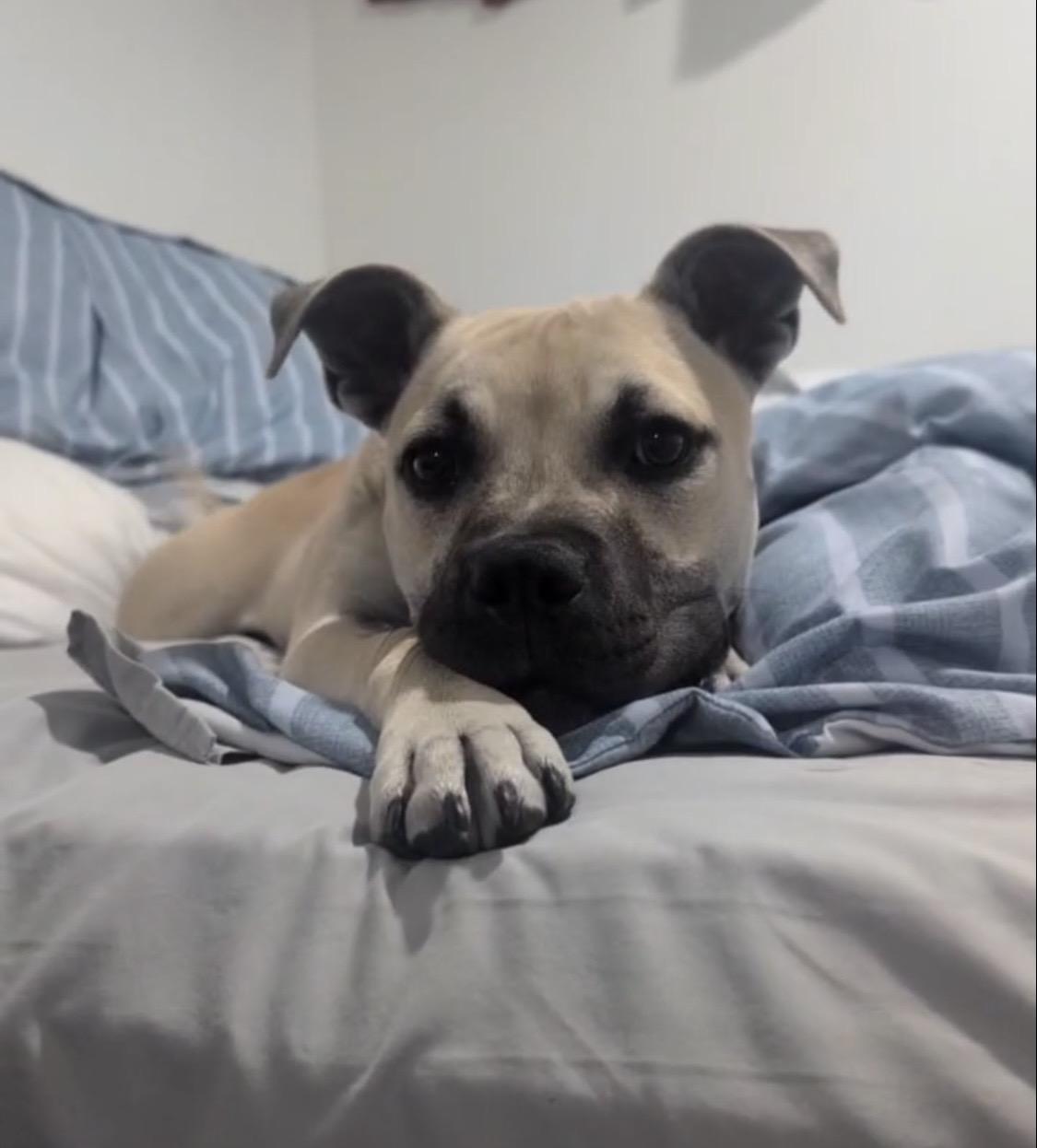 Wyatt, a ADOPTABLE Mixed Breed in Saskatoon, SK image 3/6