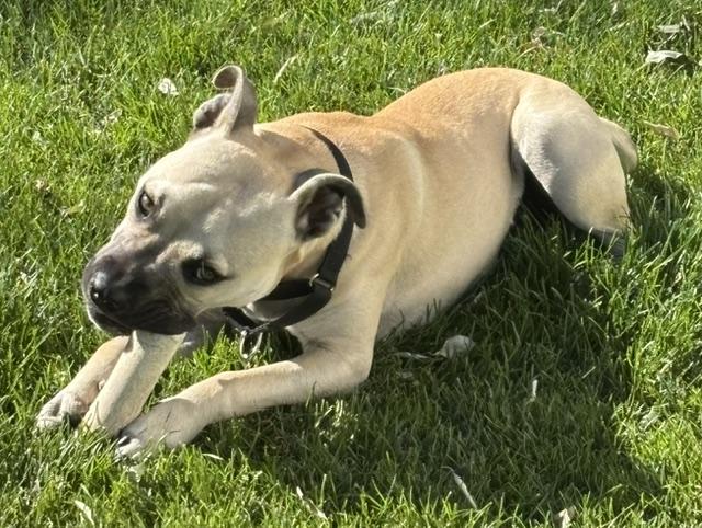 Enlarge Wyatt pending adoption, a Adoptable Mixed Breed in Saskatoon, SK image 6/6
