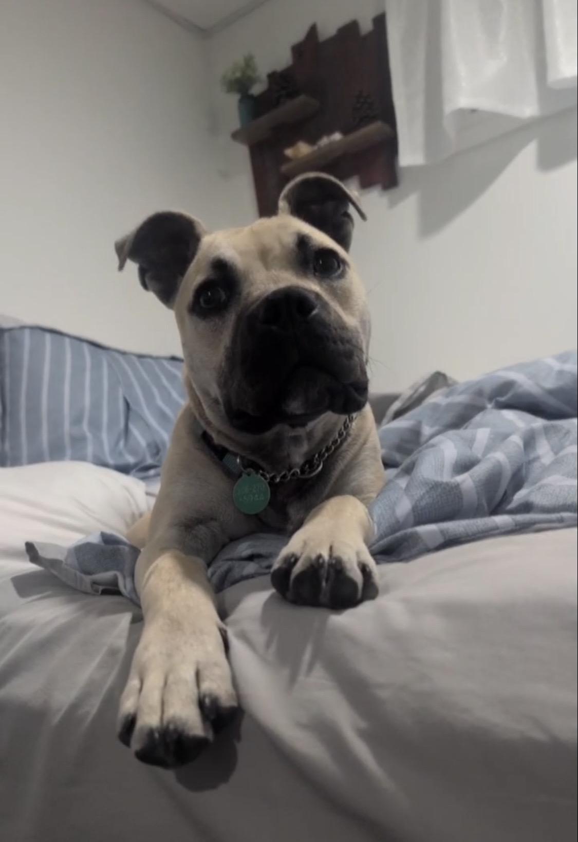 Wyatt, a ADOPTABLE Mixed Breed in Saskatoon, SK image 2/6