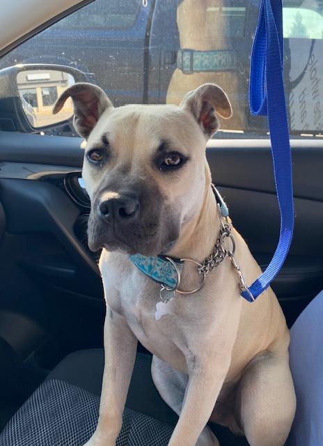 Enlarge Wyatt pending adoption, a Adoptable Mixed Breed in Saskatoon, SK image 5/6
