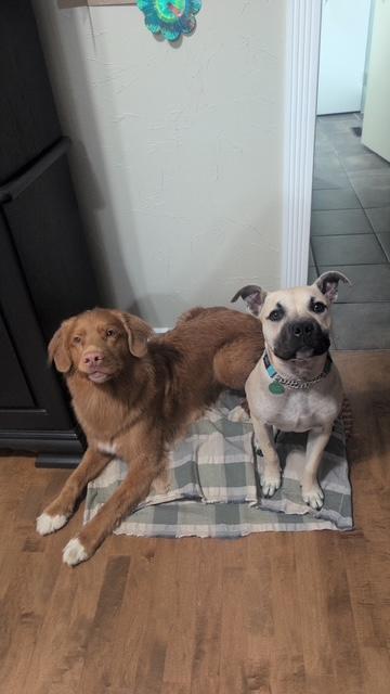 Wyatt, a ADOPTABLE Mixed Breed in Saskatoon, SK image 4/6