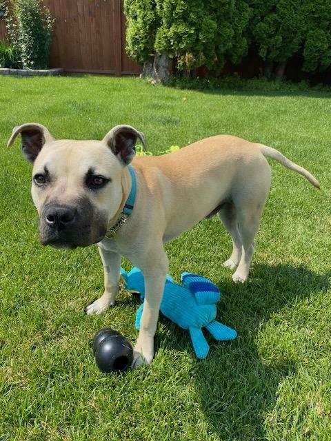 Wyatt, a ADOPTABLE Mixed Breed in Saskatoon, SK image 1/4