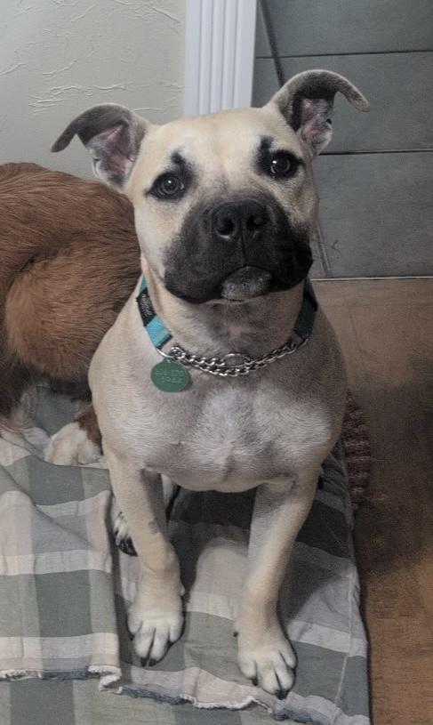 Enlarge Wyatt pending adoption, a Adoptable Mixed Breed in Saskatoon, SK image 2/6