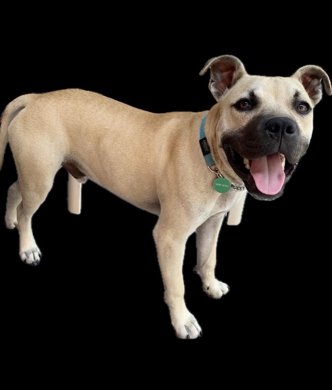 Wyatt, a ADOPTABLE Mixed Breed in Saskatoon, SK image 2/4