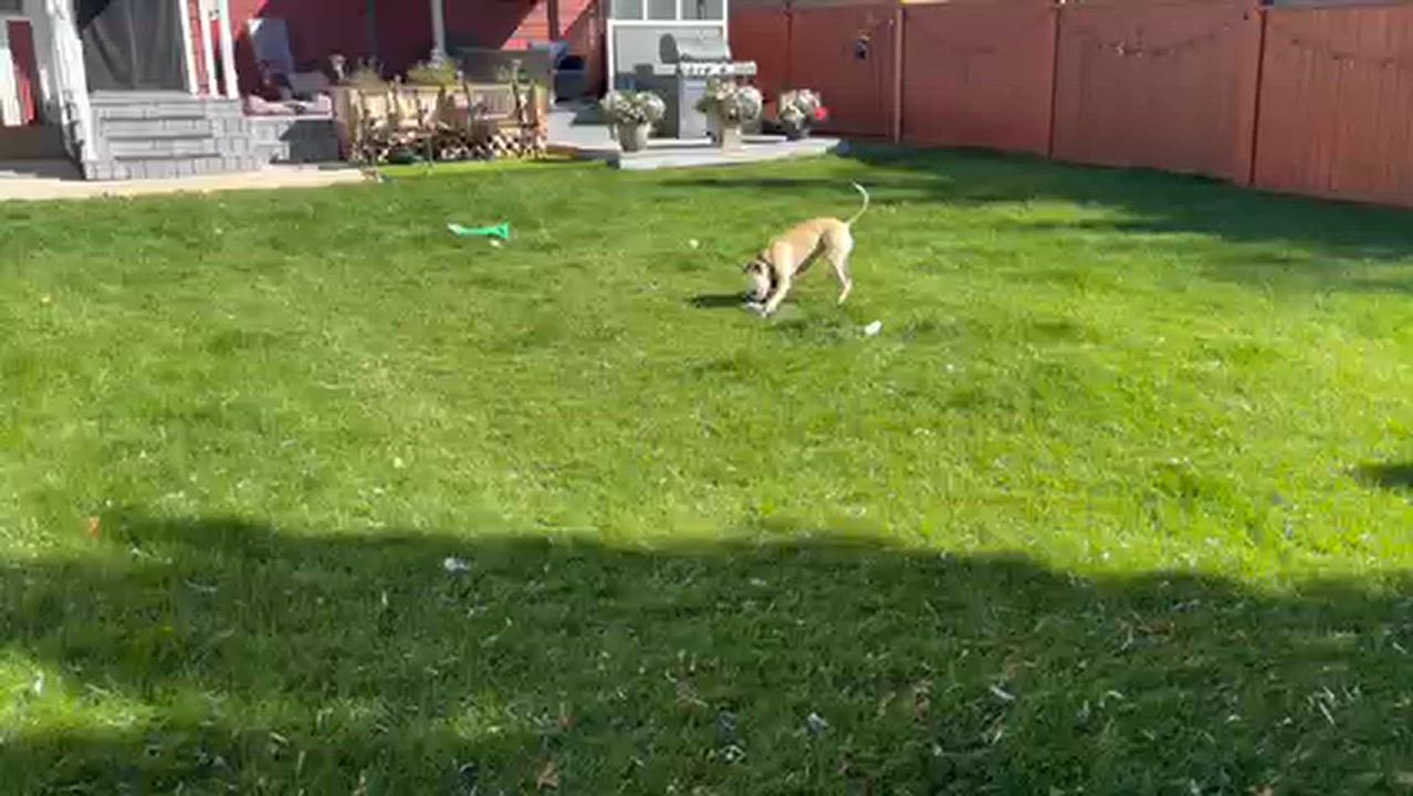 Enlarge Wyatt pending adoption, a Adoptable Mixed Breed in Saskatoon, SK video 3/6