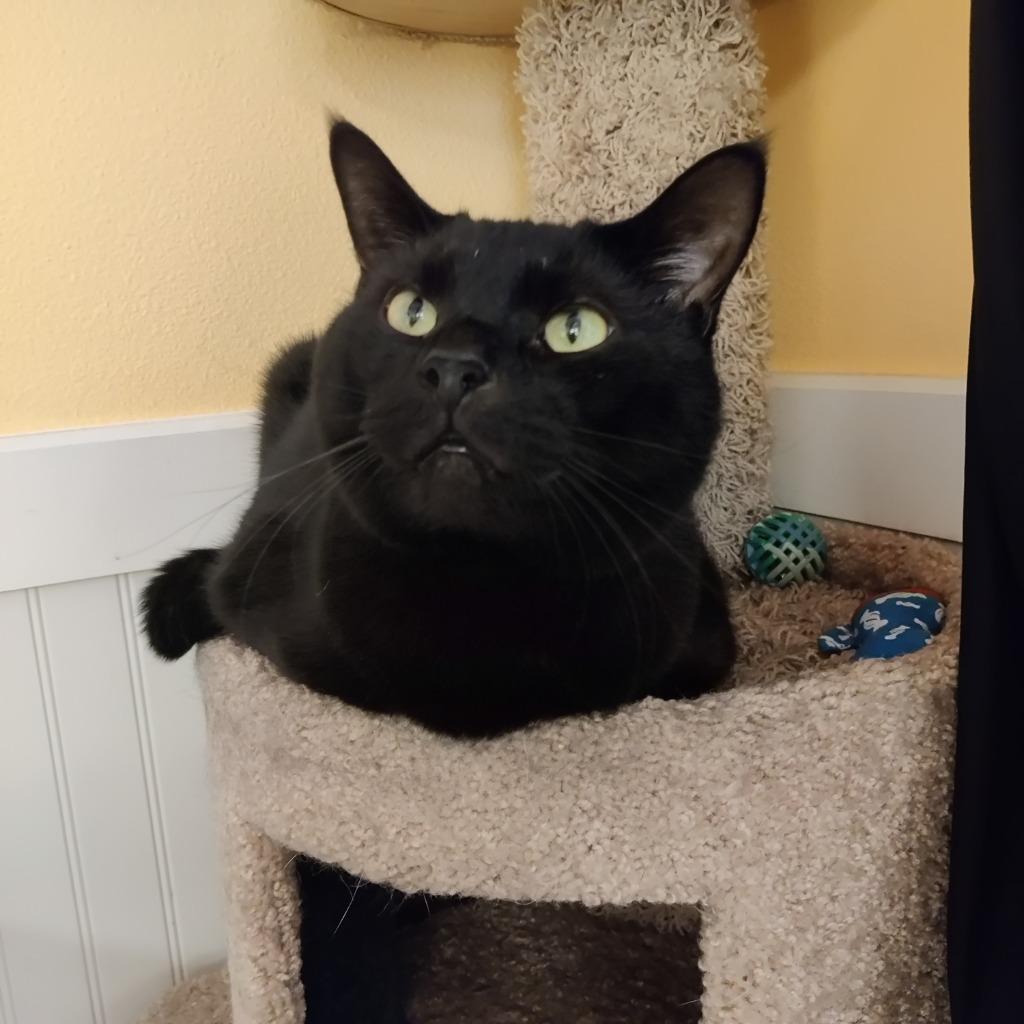 Enlarge Jeffrey, a Adoptable mixed breed in Eastsound, WA image 2/5