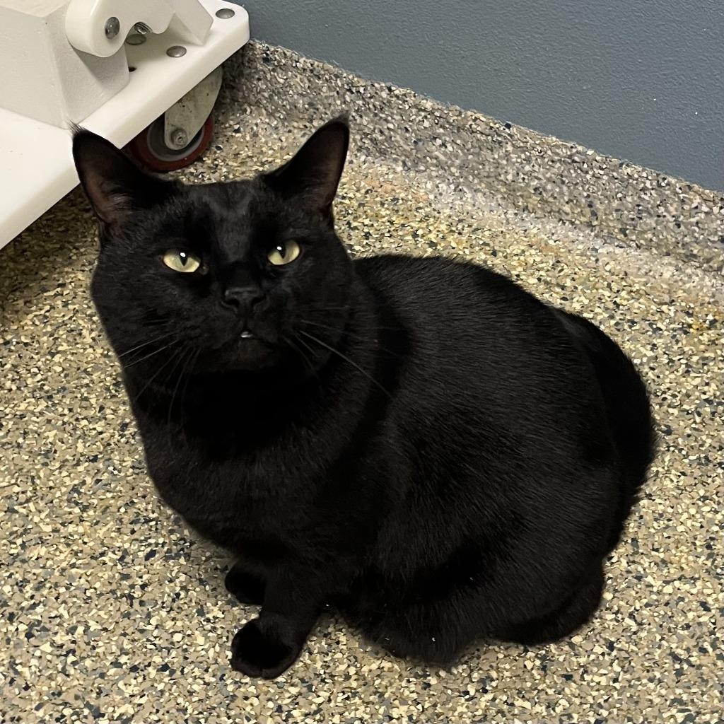 Enlarge Jeff, a Adoptable mixed breed in Eastsound, WA image 2/5