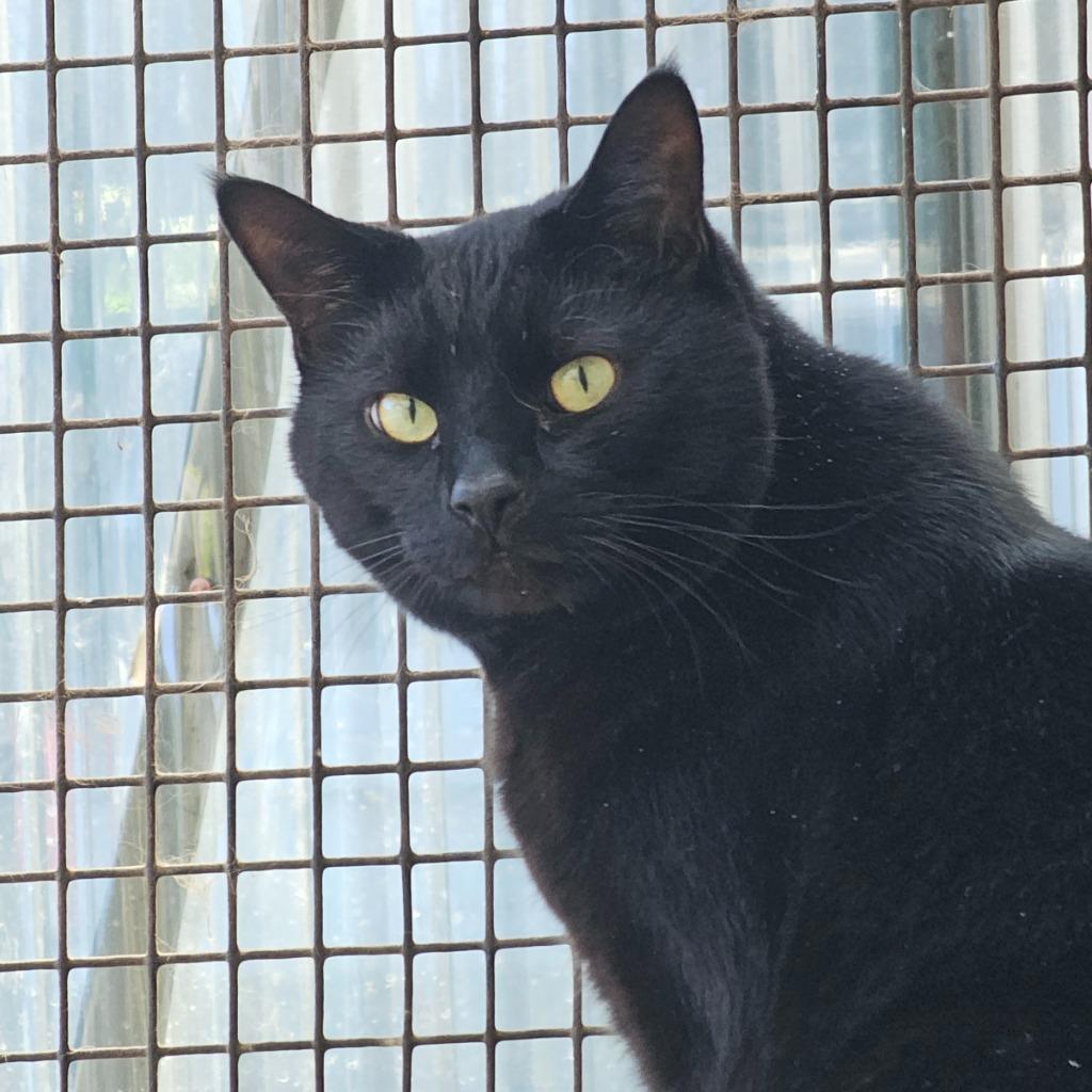 Enlarge Jeffrey, a Adoptable mixed breed in Eastsound, WA image 3/5