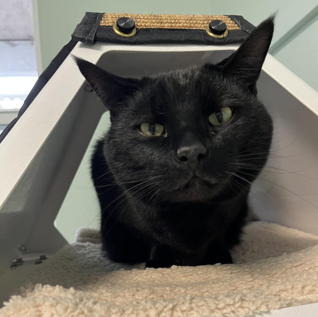 Enlarge Jeff, a Adoptable mixed breed in Eastsound, WA image 4/5